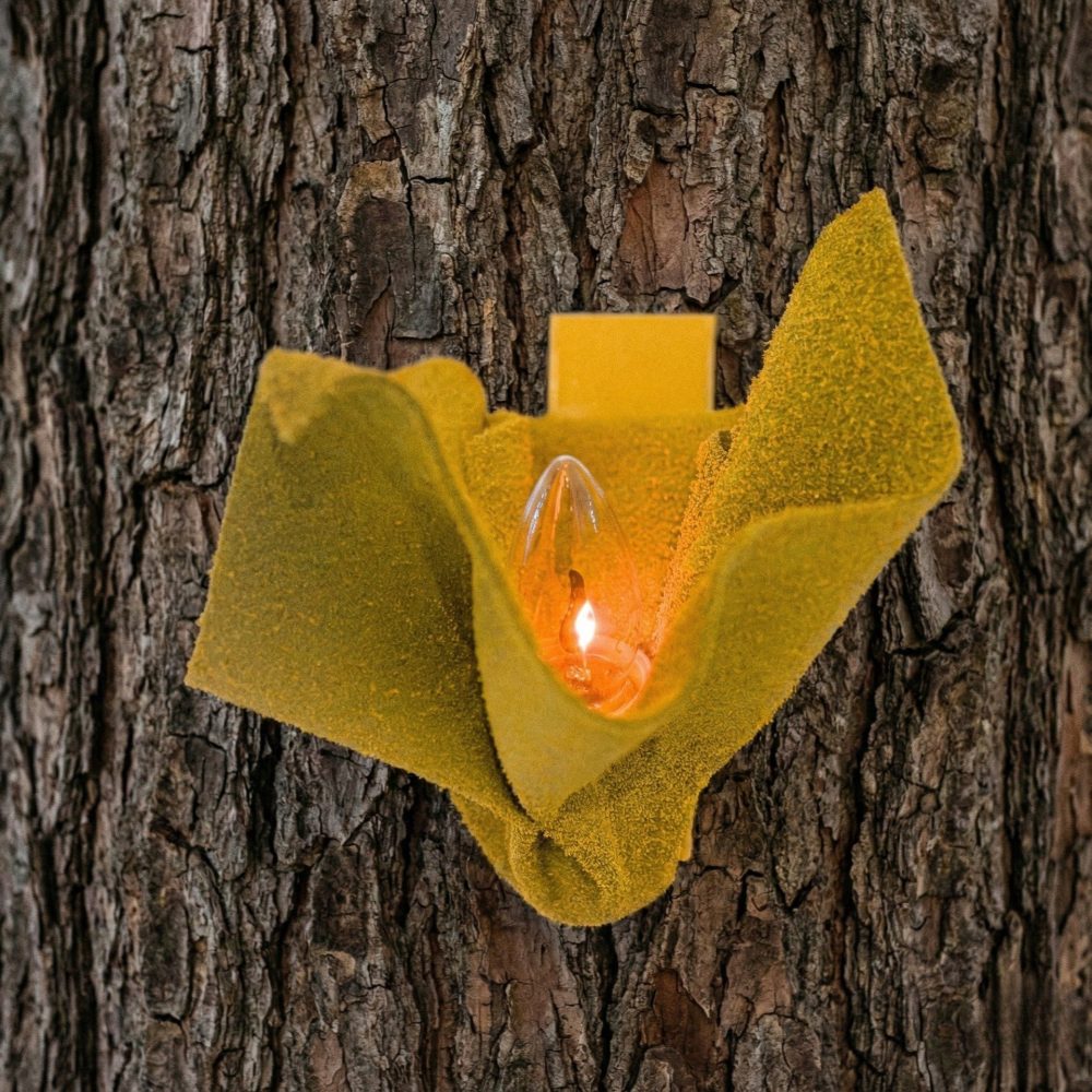 applique campanula applique campanula